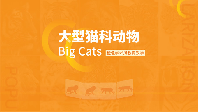 橙色学术风大型猫科动物知识课件PPT模板